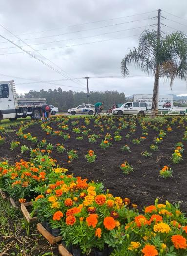 Plantio de flores ornamentais integra o trabalho permanente de manutenção dos espaços públicos e embelezamento urbano
